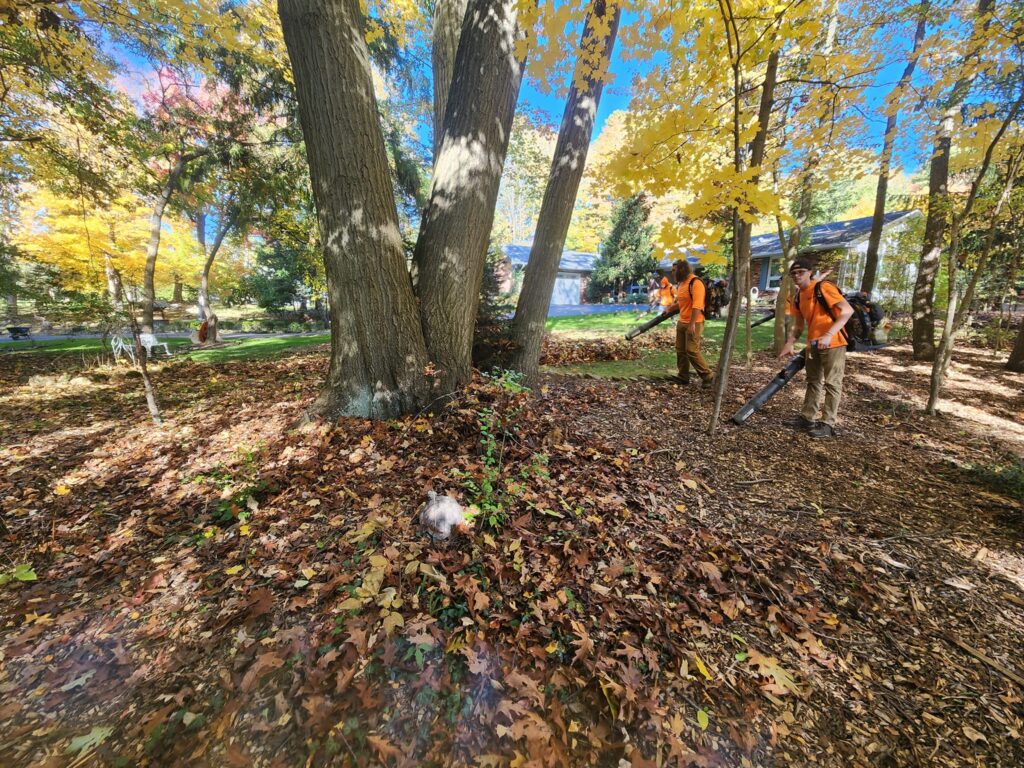 Two people in orange vests use leaf blowers to gather fallen leaves in a park lined with tall trees. The ground is covered with autumn leaves, and a small house is visible in the background under a clear blue sky.