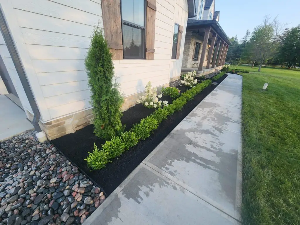 A clean garden bed with dark mulch runs alongside a house. It features a row of small shrubs, a small conifer tree, and white flowering plants. The house has light siding and stone accents. A concrete walkway is adjacent to the garden bed.