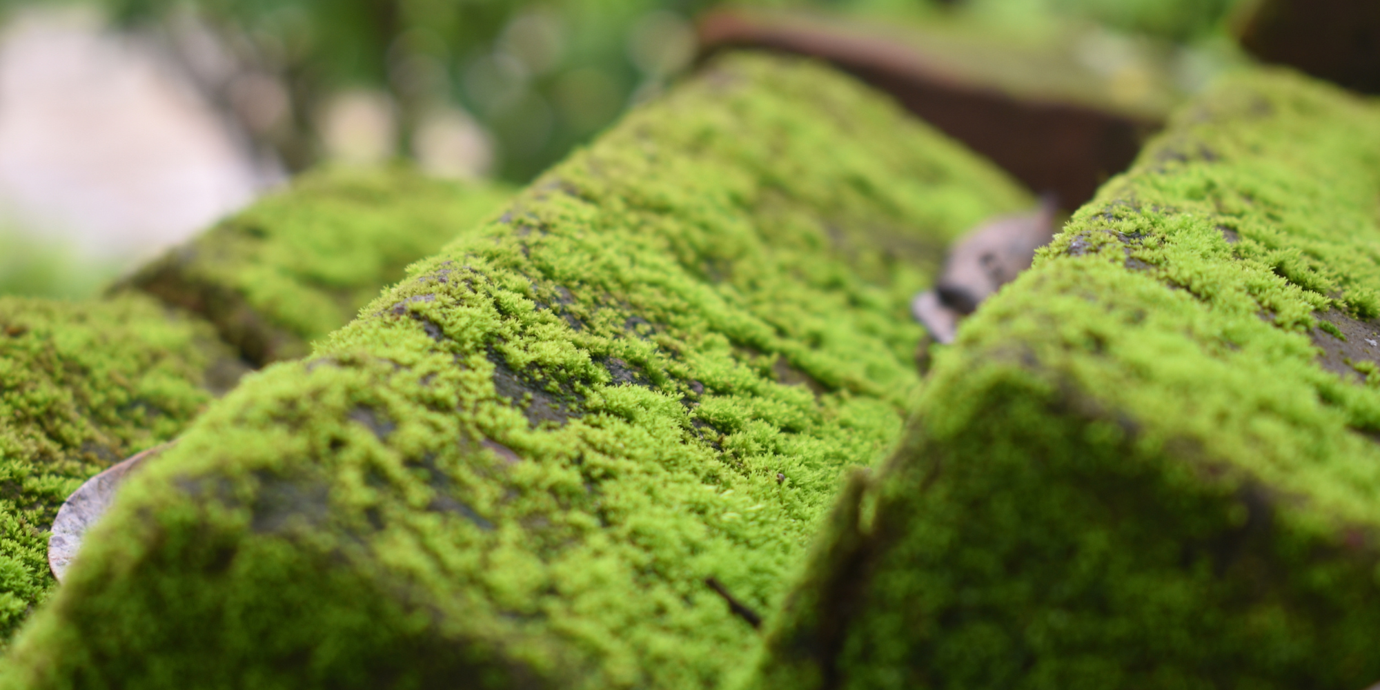 Moss or Algae Growth