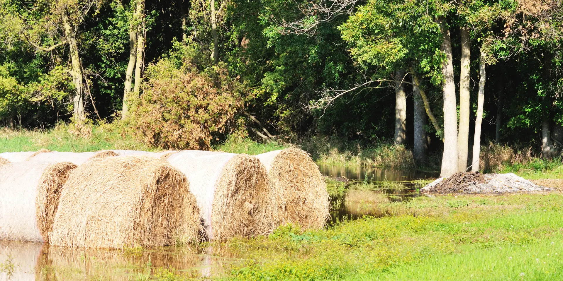 Soggy Lawn