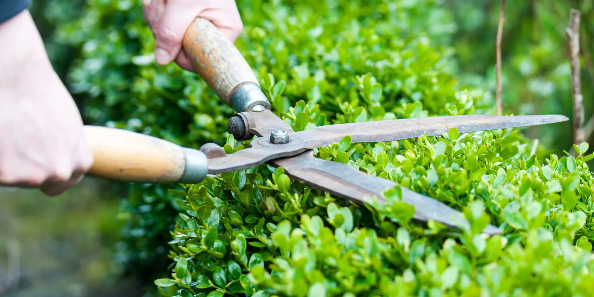 Trim Overhanging Branches